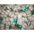 Fresh Red Garlic(3pcs small packing in 7kg mesh bag)